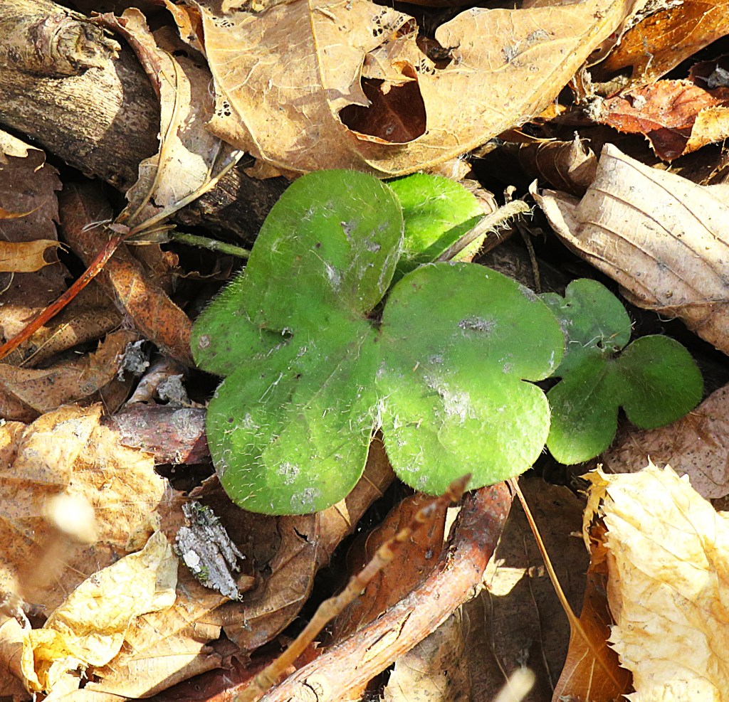 Leaves of Hepatica