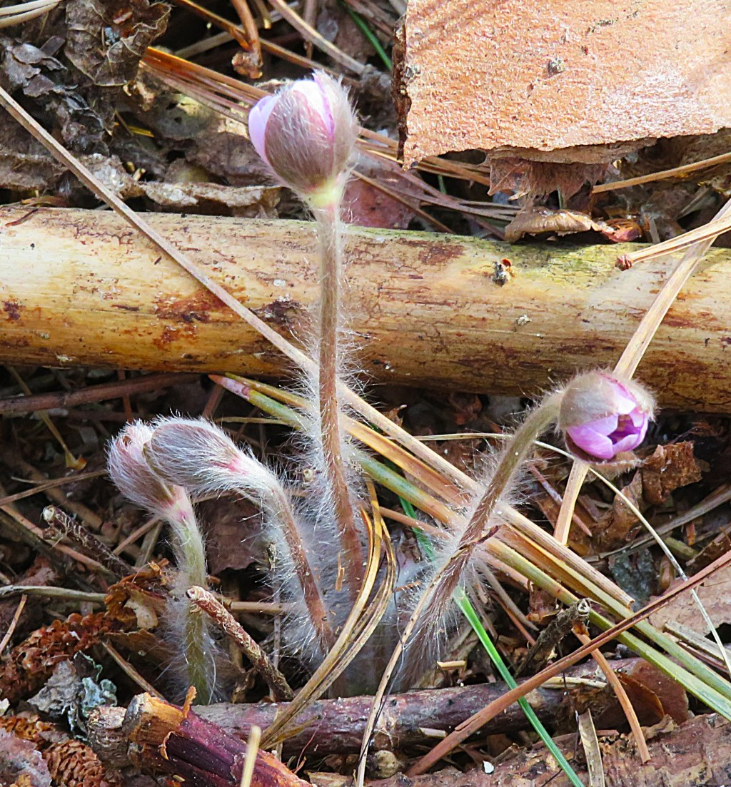 Round-lobed hepatica.