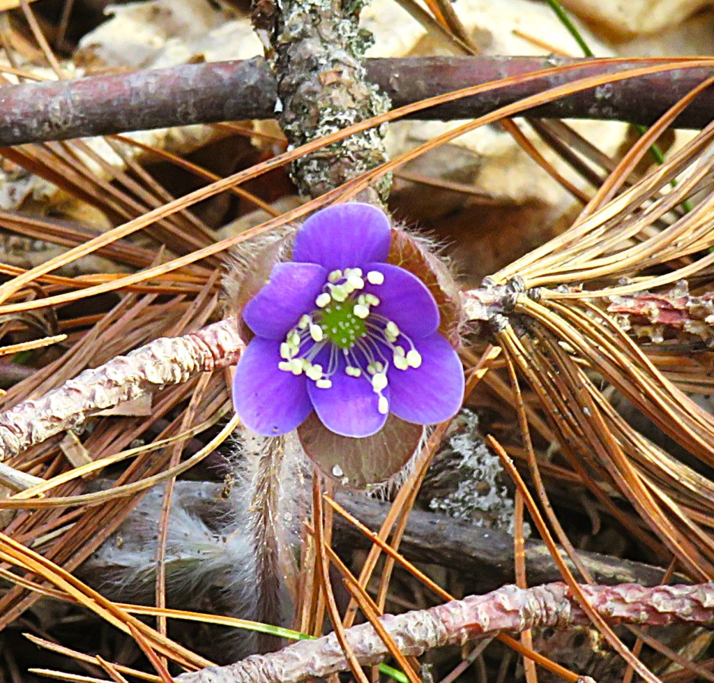 Round lobed hepatica, Lake Bemidji State Park.